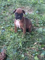Neon Zena , a female Boxer for sale in Hillsboro, TN – 4 of 4