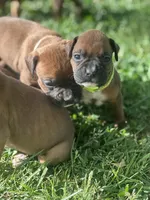 Neon Zena , a male Boxer for sale in Hillsboro, TN – Photo 2 of 2