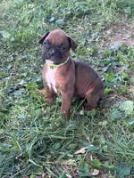 Neon Zena , a female Boxer for sale in Hillsboro, TN – 3 of 4