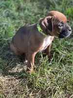 Neon Zena , a female Boxer for sale in Hillsboro, TN – 2 of 4