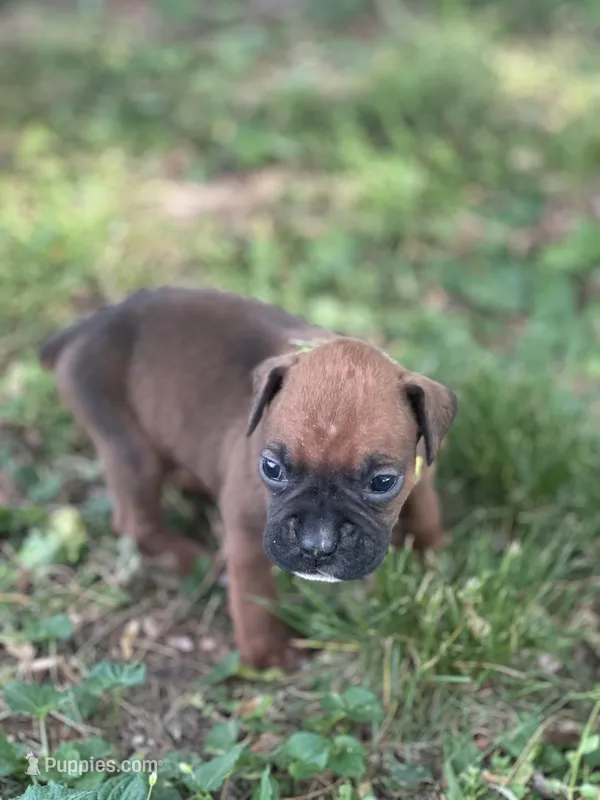 Neon Zena  – Boxer puppy for sale in Hillsboro, TN