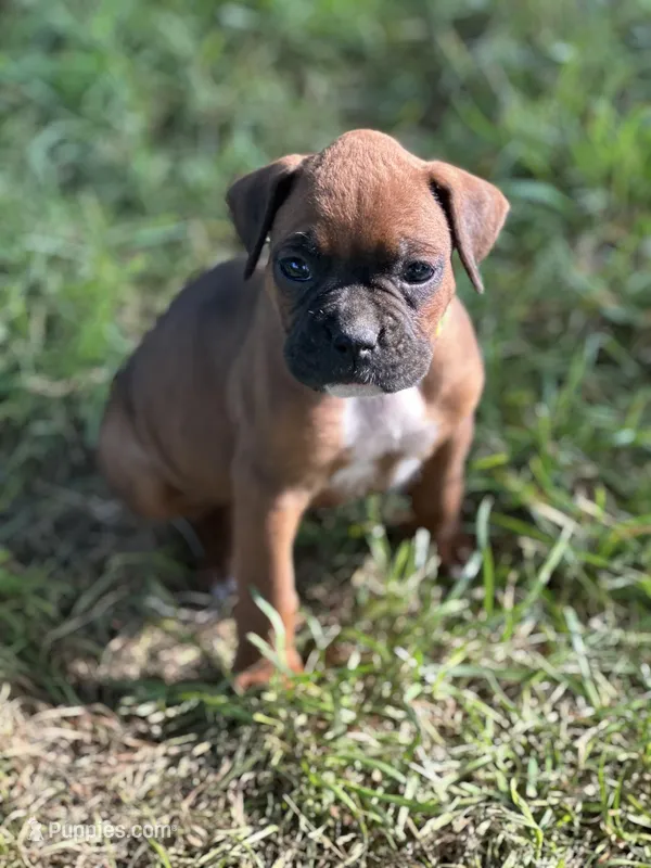 Neon Zena  – Boxer puppy for sale in Hillsboro, TN
