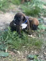 Dk blue Maggie , a male Boxer for sale in Hillsboro, TN – Photo 2 of 2