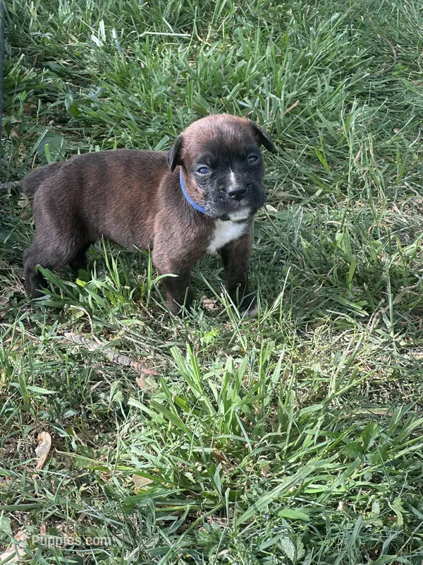 Dk blue Maggie  – Boxer puppy for sale in Hillsboro, TN