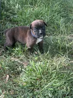 Dk blue Maggie , a male Boxer for sale in Hillsboro, TN – Photo 1 of 2