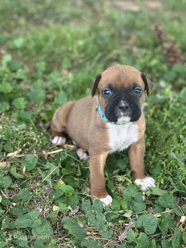 Lt blue Zena  – Boxer puppy for sale in Hillsboro, TN