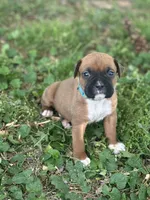 Lt blue Zena , a male Boxer for sale in Hillsboro, TN – Photo 1 of 4