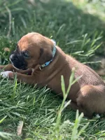 Lt blue Zena , a male Boxer for sale in Hillsboro, TN – Photo 4 of 4