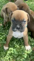 Lt blue Zena , a male Boxer for sale in Hillsboro, TN – Photo 3 of 4