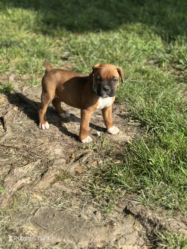 Lt blue Zena  – Boxer puppy for sale in Hillsboro, TN