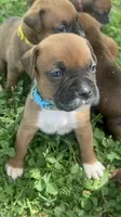 Lt blue Zena , a male Boxer for sale in Hillsboro, TN – Photo 2 of 4