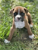 Orange Zena, a male Boxer for sale in Hillsboro, TN – 3 of 4