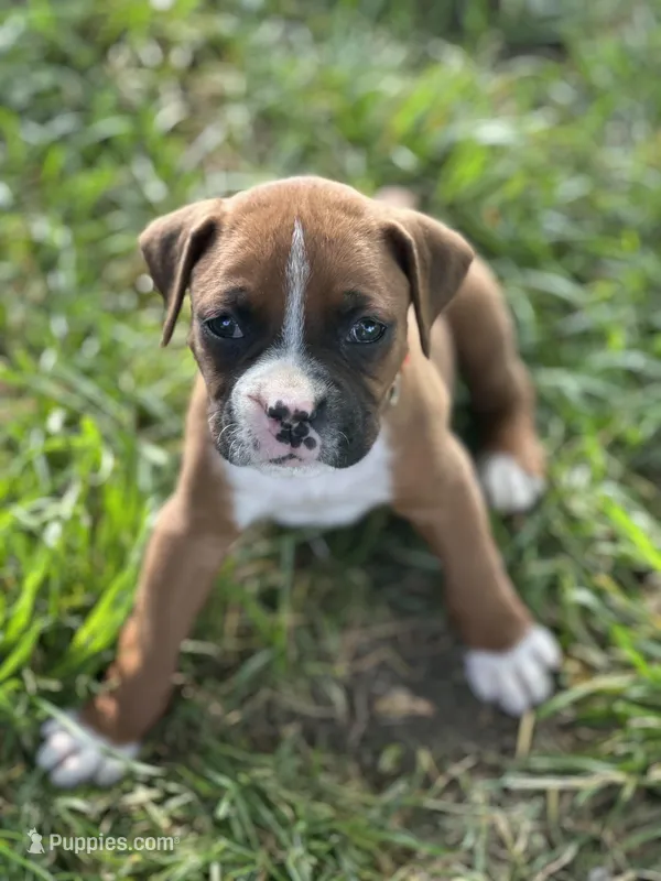 Orange Zena – Boxer puppy for sale in Hillsboro, TN