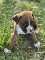 Orange Zena, a male Boxer for sale in Hillsboro, TN – 4 of 4