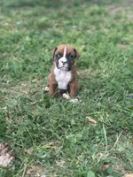 Orange Zena, a male Boxer for sale in Hillsboro, TN – Photo 3 of 3