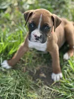 Orange Zena, a male Boxer for sale in Hillsboro, TN – 2 of 4