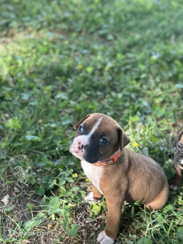 Orange Zena – Boxer puppy for sale in Hillsboro, TN