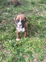Orange Zena, a male Boxer for sale in Hillsboro, TN – Photo 2 of 3