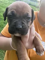 Black Zena , a male Boxer for sale in Hillsboro, TN – Photo 2 of 4