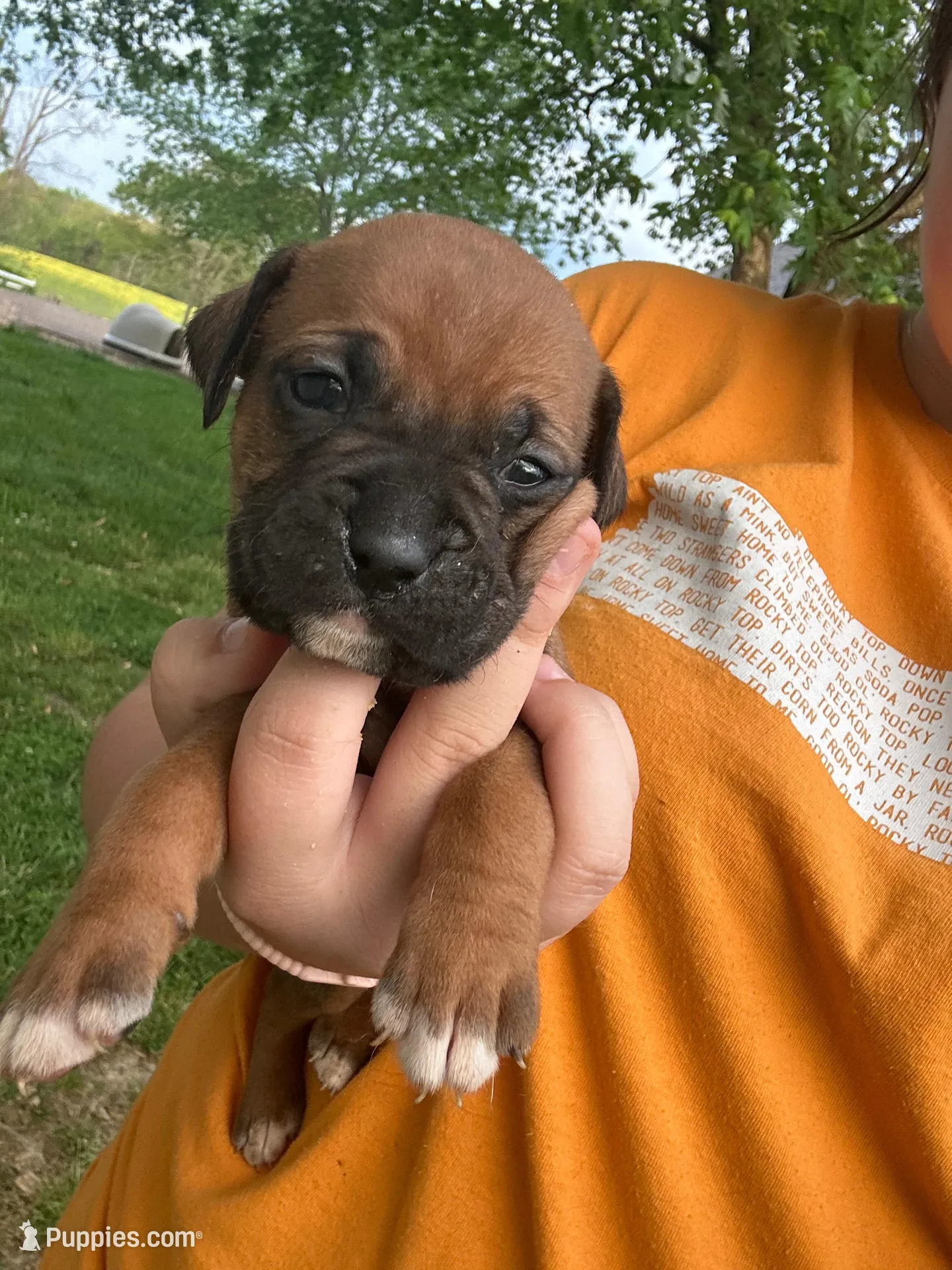 Black Zena , a male Boxer for sale in Hillsboro, TN – Photo 3 of 4
