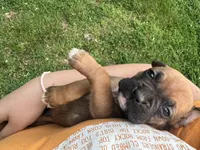 Black Zena , a male Boxer for sale in Hillsboro, TN – Photo 4 of 4