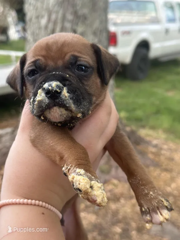 Black Zena  – Boxer puppy for sale in Hillsboro, TN