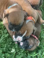 Orange Maggie , a male Boxer for sale in Hillsboro, TN – Photo 4 of 6