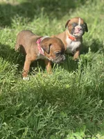 Orange Maggie , a male Boxer for sale in Hillsboro, TN – Photo 3 of 6