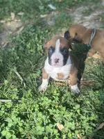 Orange Maggie , a male Boxer for sale in Hillsboro, TN – Photo 5 of 6