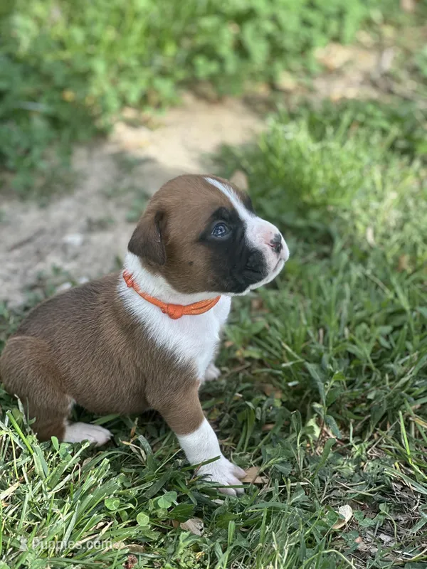 Orange Maggie  – Boxer puppy for sale in Hillsboro, TN