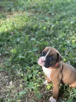 Orange Maggie , a male Boxer for sale in Hillsboro, TN – Photo 2 of 6