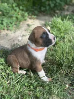 Orange Maggie , a male Boxer for sale in Hillsboro, TN – Photo 6 of 6