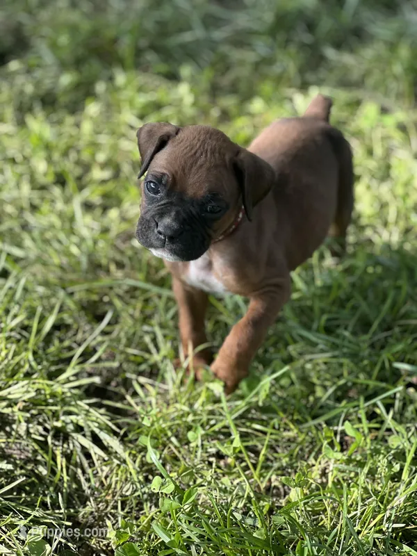 Red Zena  – Boxer puppy for sale in Hillsboro, TN