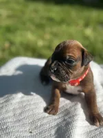 Red Zena , a male Boxer for sale in Hillsboro, TN – Photo 3 of 5