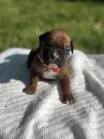 Red Zena , a male Boxer for sale in Hillsboro, TN – Photo 2 of 5