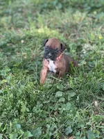 Red Zena , a male Boxer for sale in Hillsboro, TN – Photo 5 of 5