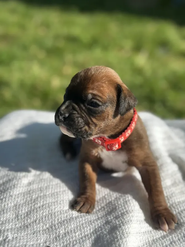 Red Zena  – Boxer puppy for sale in Hillsboro, TN