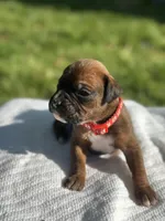 Red Zena , a male Boxer for sale in Hillsboro, TN – Photo 1 of 5