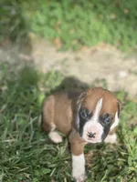 Orange Zena , a male Boxer for sale in Hillsboro, TN – Photo 2 of 4