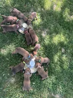 Orange Zena , a male Boxer for sale in Hillsboro, TN – Photo 4 of 4