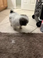 Lifo, a female Shih Tzu for sale in Henderson, NV – Photo 2 of 4