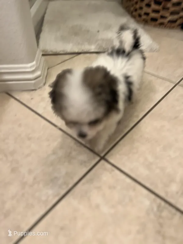 Lifo – Shih Tzu puppy for sale in Henderson, NV