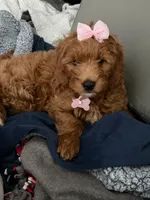 Scarlett, a female Goldendoodle for sale in Pace, FL – 3 of 5
