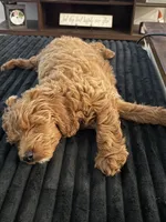 Scarlett, a female Goldendoodle for sale in Pace, FL – 2 of 5