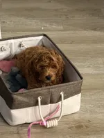 Scarlett, a female Goldendoodle for sale in Pace, FL – 5 of 5