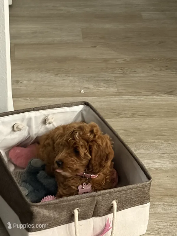 Scarlett – Goldendoodle puppy for sale in Pace, FL
