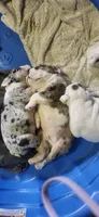 6wk english-bulldogs, a female English Bulldog for sale in Laketon, IN – 5 of 6