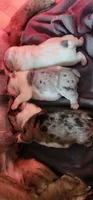6wk english-bulldogs, a female English Bulldog for sale in Laketon, IN – 6 of 6