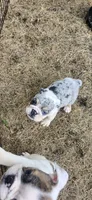6wk english-bulldogs, a female English Bulldog for sale in Laketon, IN – 2 of 6