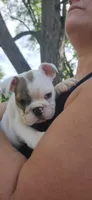 6wk english-bulldogs, a female English Bulldog for sale in Laketon, IN – 4 of 6